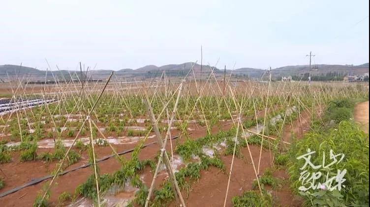 J9旗舰厅(中国区)官方网站